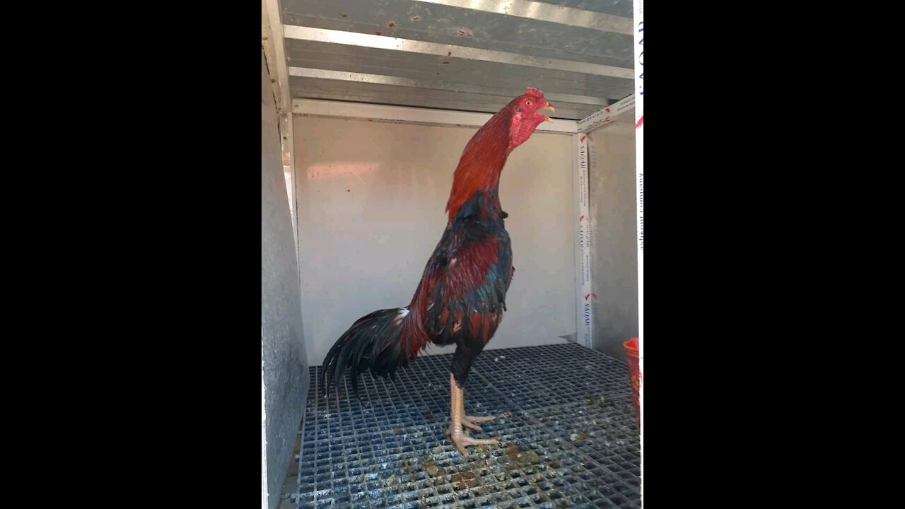 Duke Red dick