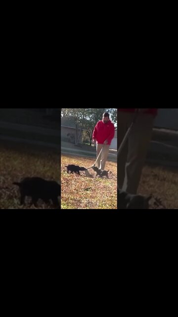 Reptar x Luna pups - 7 wks old