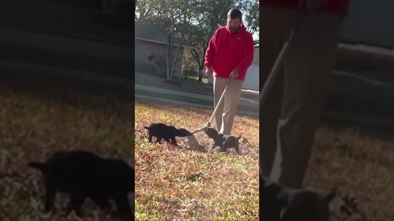 Reptar x Luna pups - 7 wks old