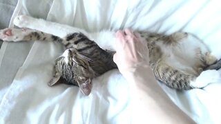 Cute Cat Stretching ASMR 1