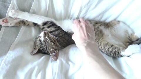 Cute Cat Stretching ASMR 1