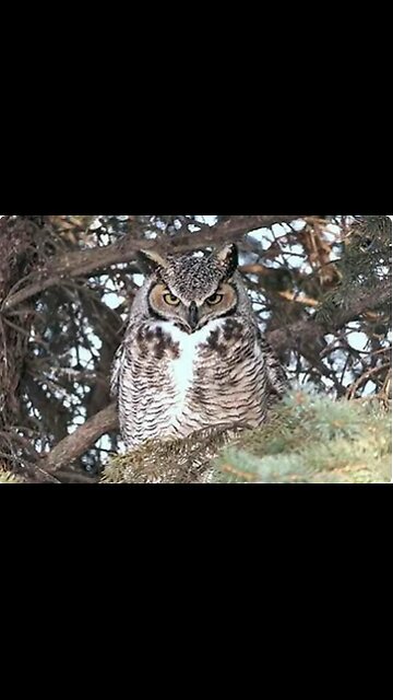 Rat Adaptations and Owl Tactics