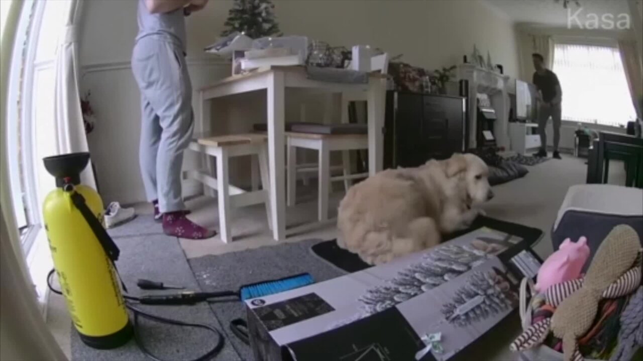 Dog Clears Box From His Bed With A Kick