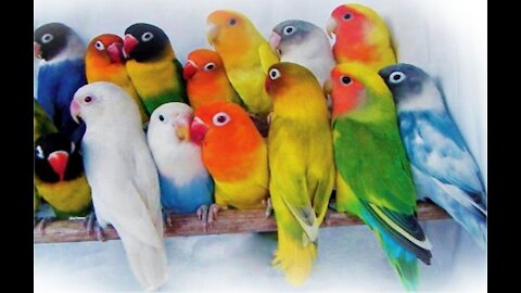 I always wake up to these birds' tunes