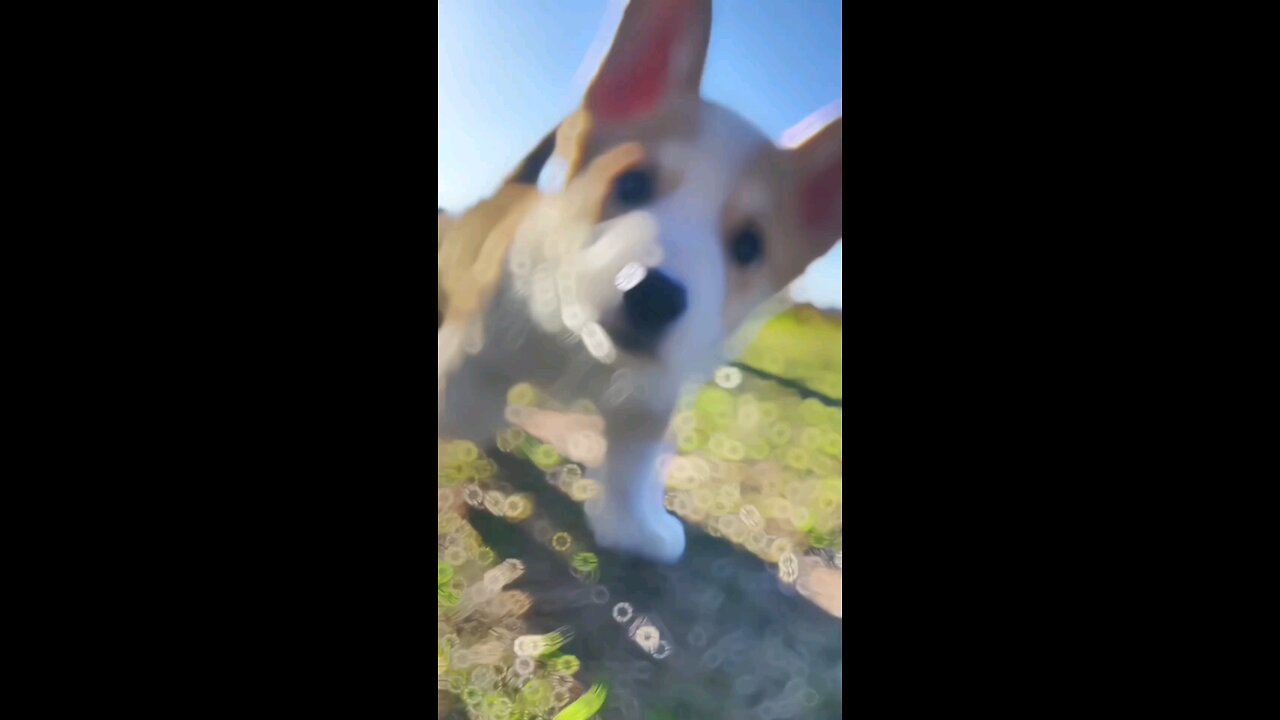 cute Dog 🐕🐶
