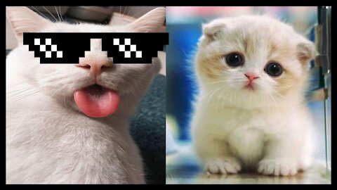 Cats Doing Funny Things, Try Not to Laugh!!!!!!