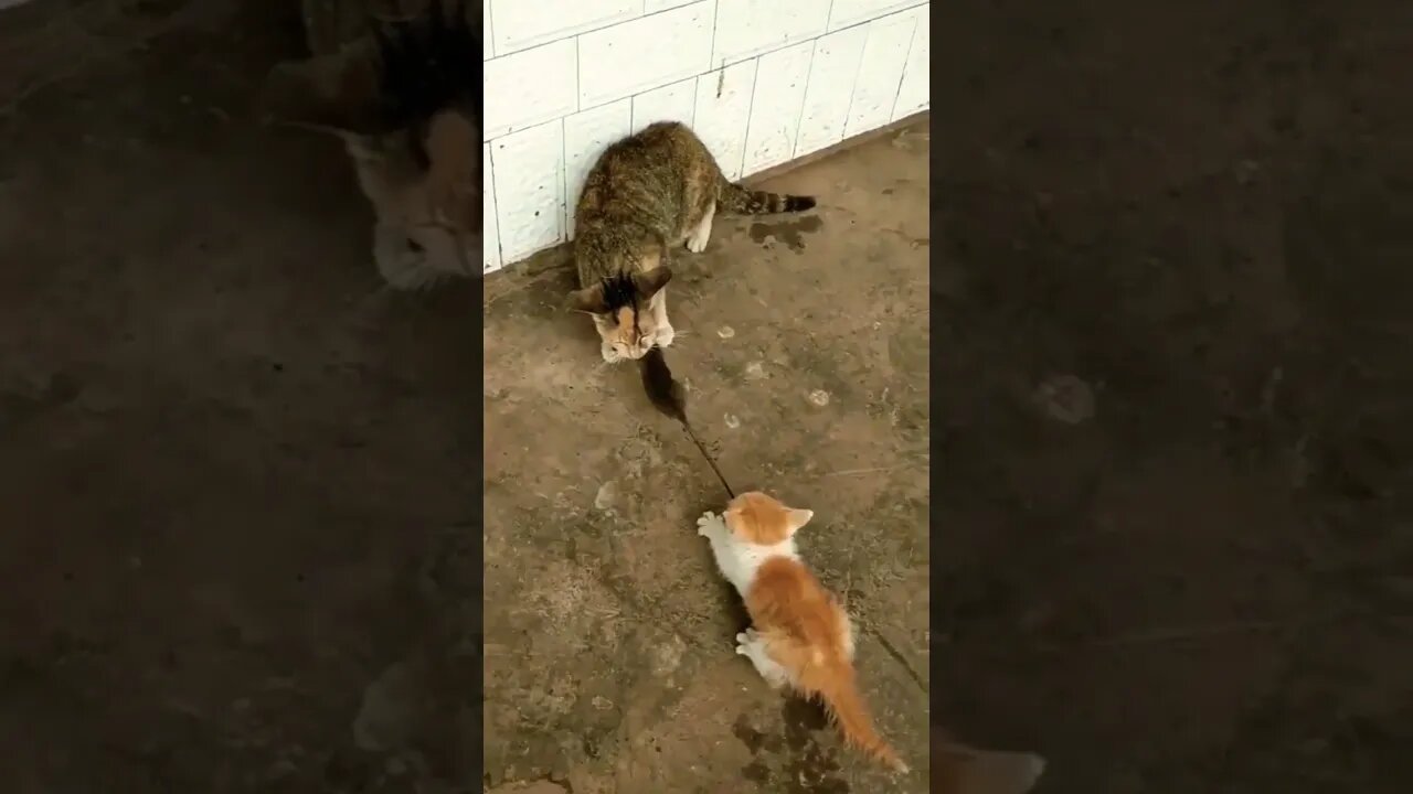 One Mouse 🐀 Two Kittens 😂 #shorts #funny #cat #2022