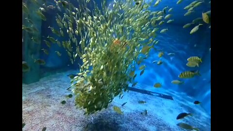 Mermaid beauty of Aquarium