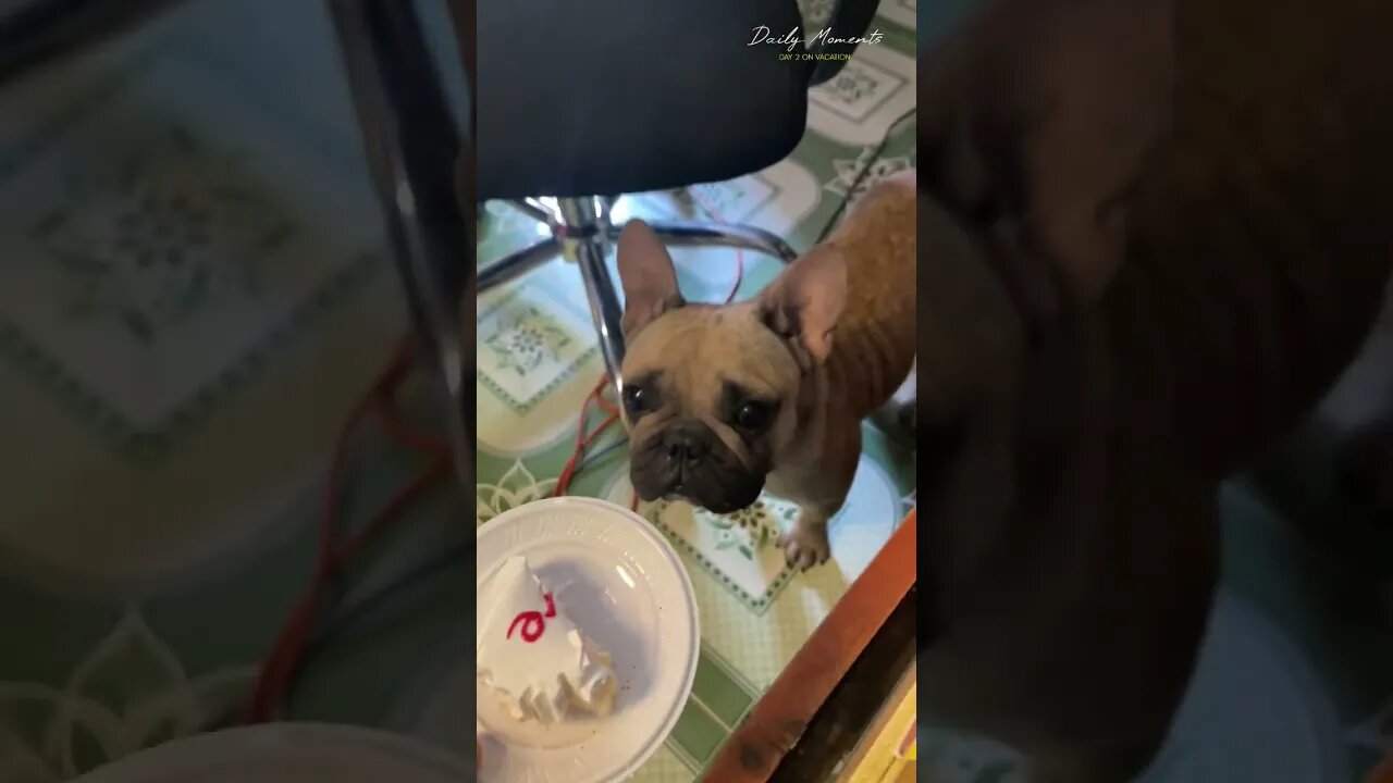 Rescued dog eats birthday cake with me