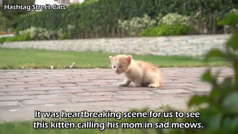 Abandoned kitten stops people to get attention but they're busy in their activities.