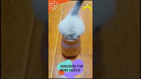 Funniest Cats And Dogs #shorts #short #viral