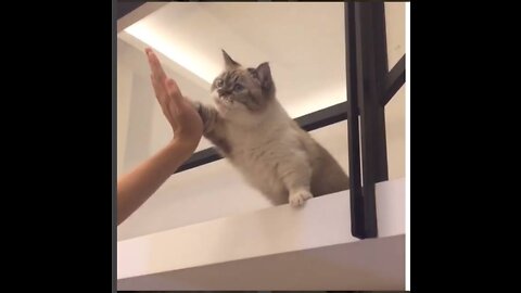 Teaching my cute cat how to do a handshake