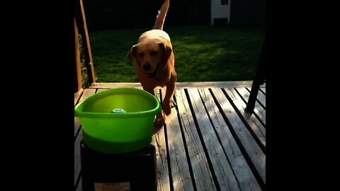 What is doing by this dog 🐶 😂 | #Shorts #Animals #Dog