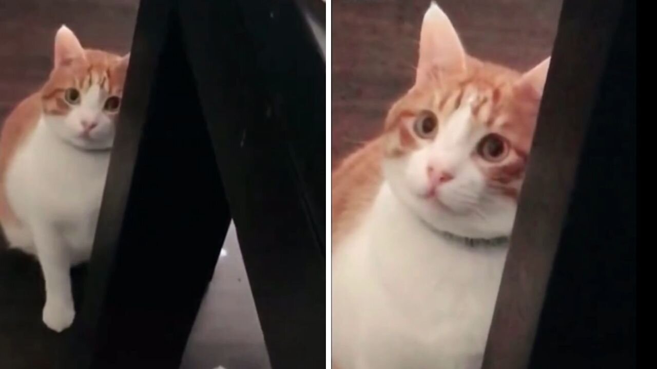Cat Video | Funny Cats And Cute Kittens 97
