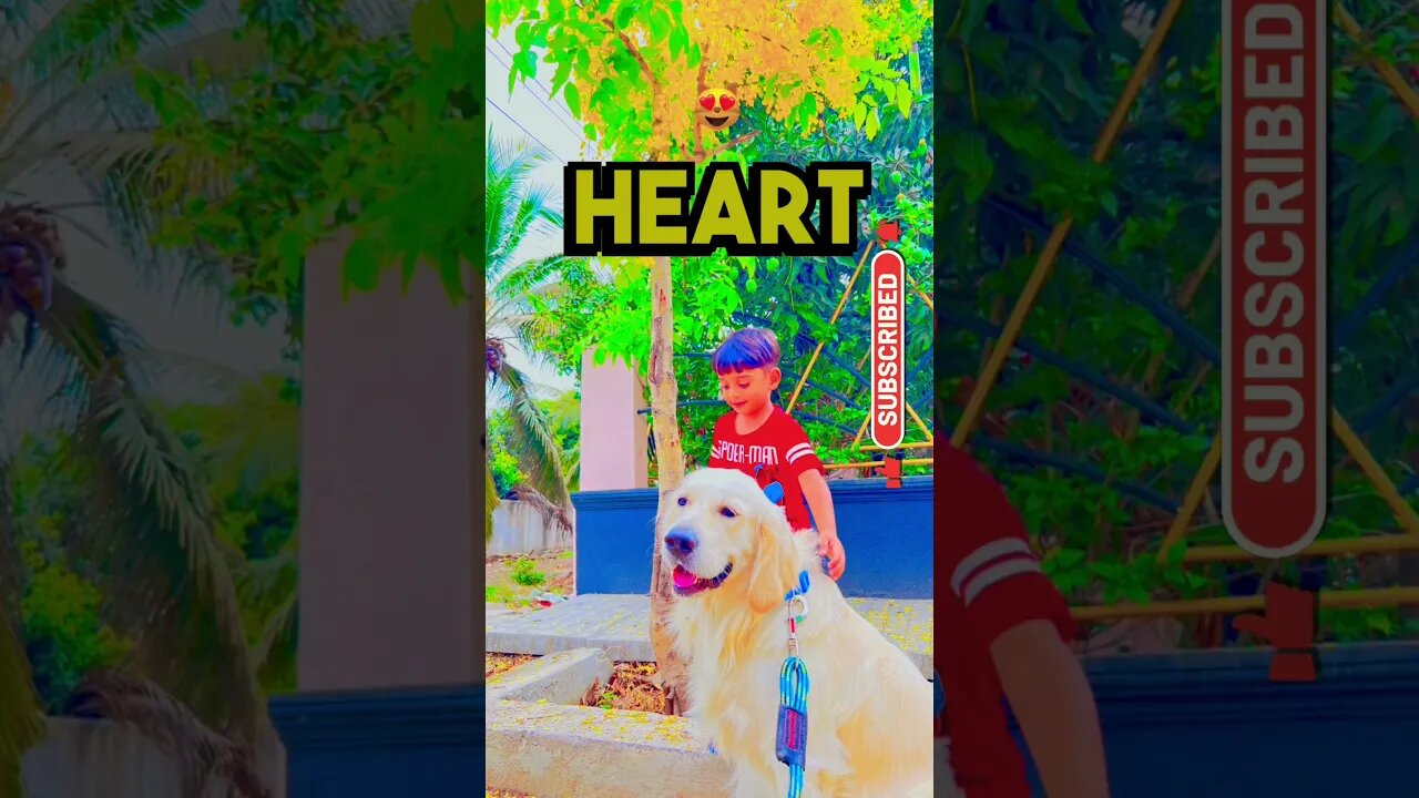 “Gharwale” and their Restrictions I tell you 🙇♂️ #goldenretriever #ytshorts