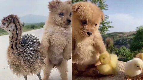 Ducklings and their Puppy friend