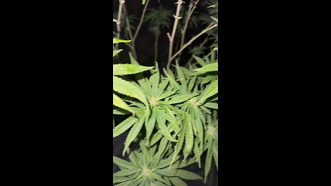Got my plants new product to try out & they are looking beautiful
