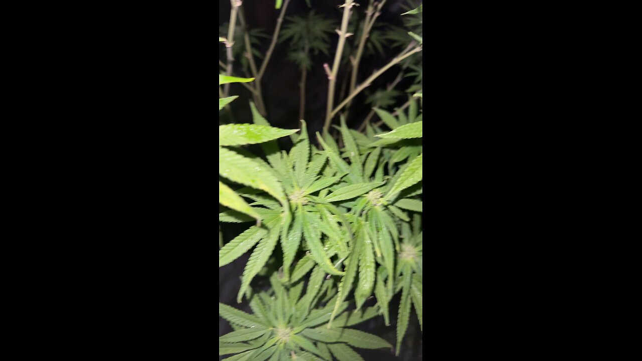 Got my plants new product to try out & they are looking beautiful