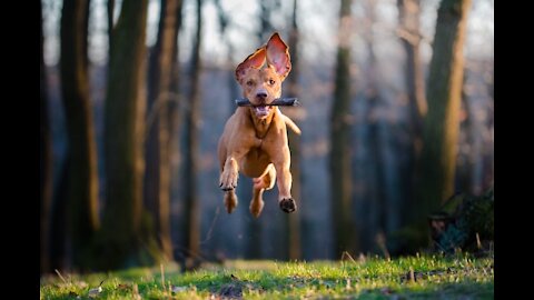 Jumping Dog slow-motion