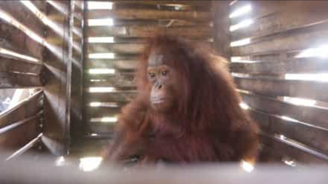 Un orangotango liberato dopo aver vissuto in una cassa