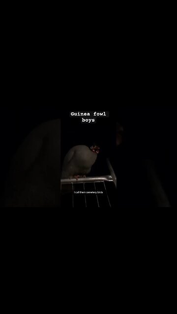 Guinea fowl boys on duty at night #freerange #guineafowl