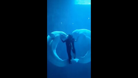 SeaWorld Performers And Mammals' Rehearsal And Training In The Pool Based On Trusts!