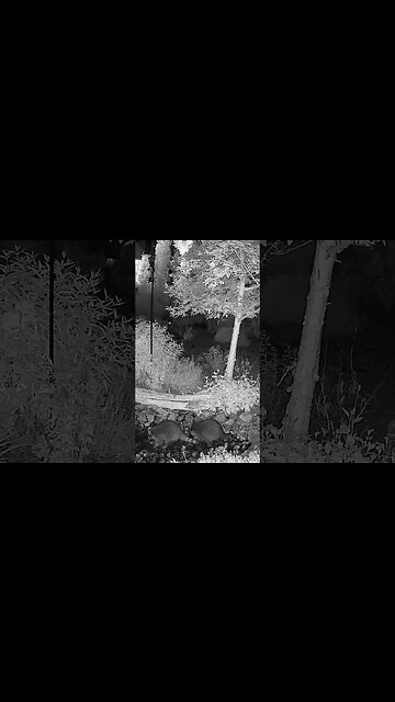 Curious Raccoons! #raccoon #wildlife