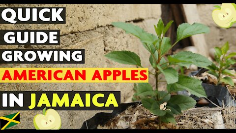 Victory Garden:Growing American Apple Trees In Jamaica (Warm Climates)