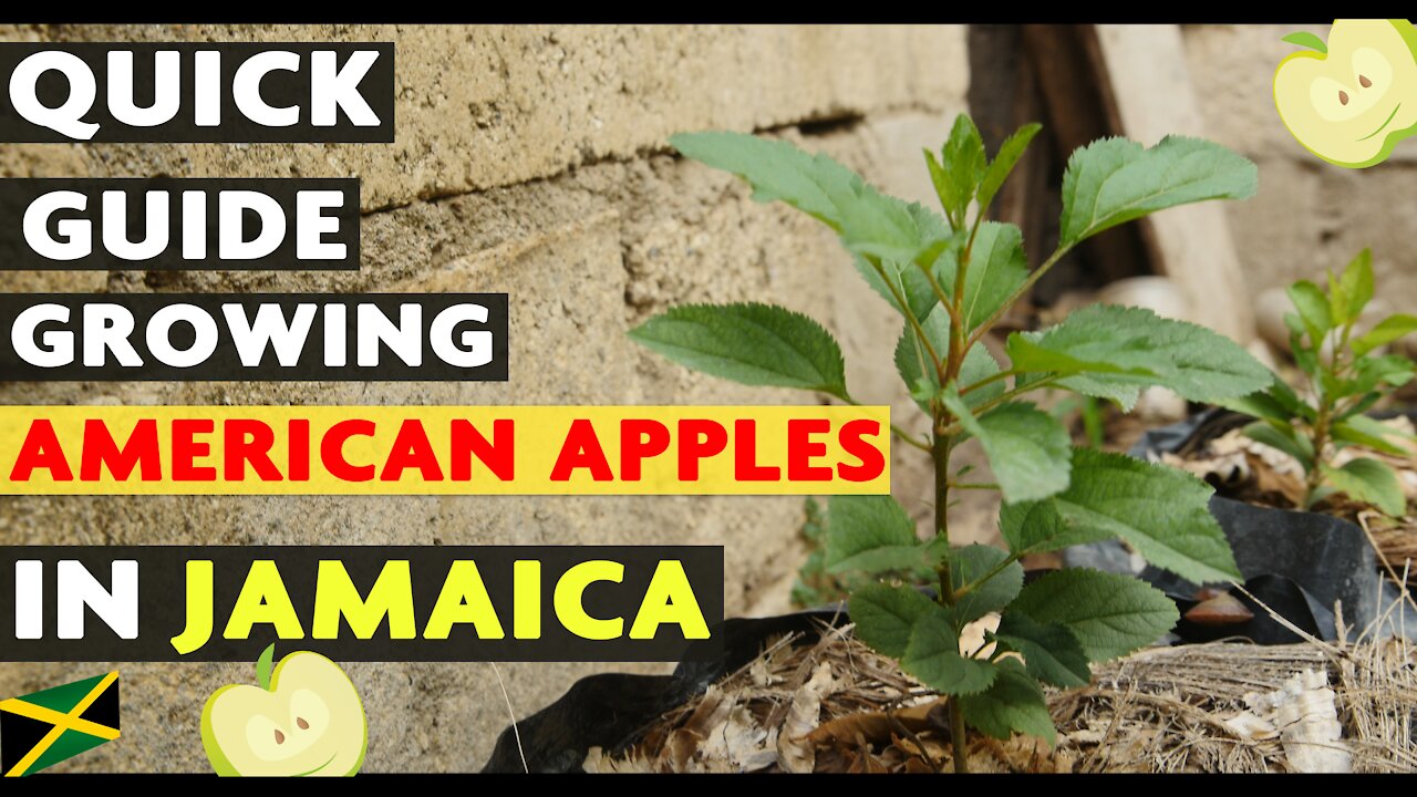 Victory Garden:Growing American Apple Trees In Jamaica (Warm Climates)