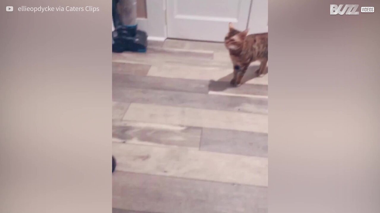Les miaulements de ce chat sonnent comme des cris d'être humain