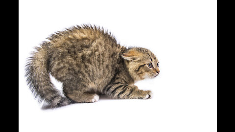 Short vidéo makes you livre only 30 s of cat life in the street