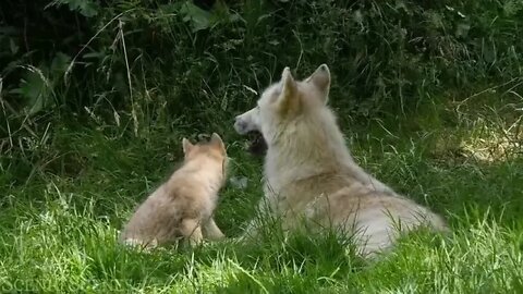 Animal $ Families $ 4k $ $ Adorable $ Scenes Of Wild Animal Families Scenic Relaxation Film