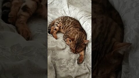 The cutest sleeping cat
