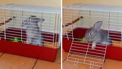 Rabbit trying to open the cage.