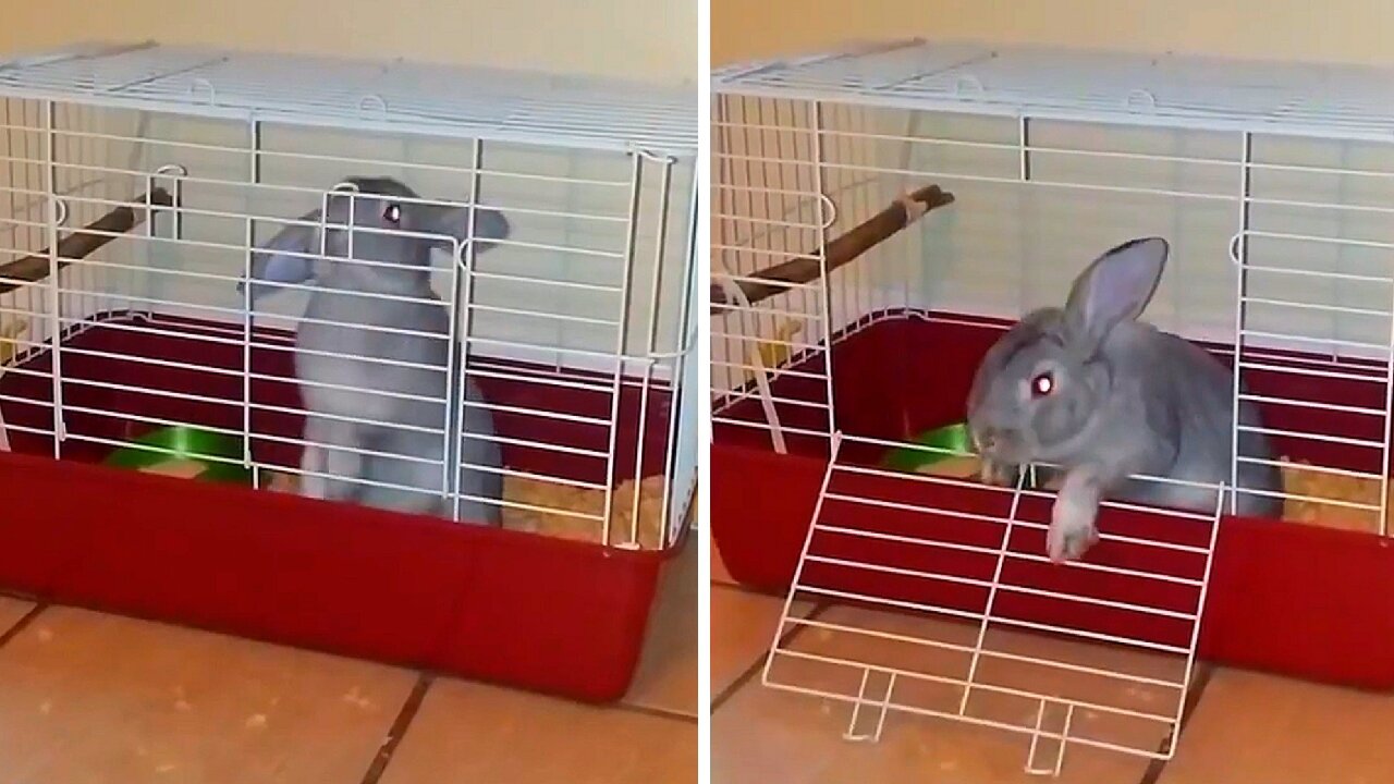 Rabbit trying to open the cage.