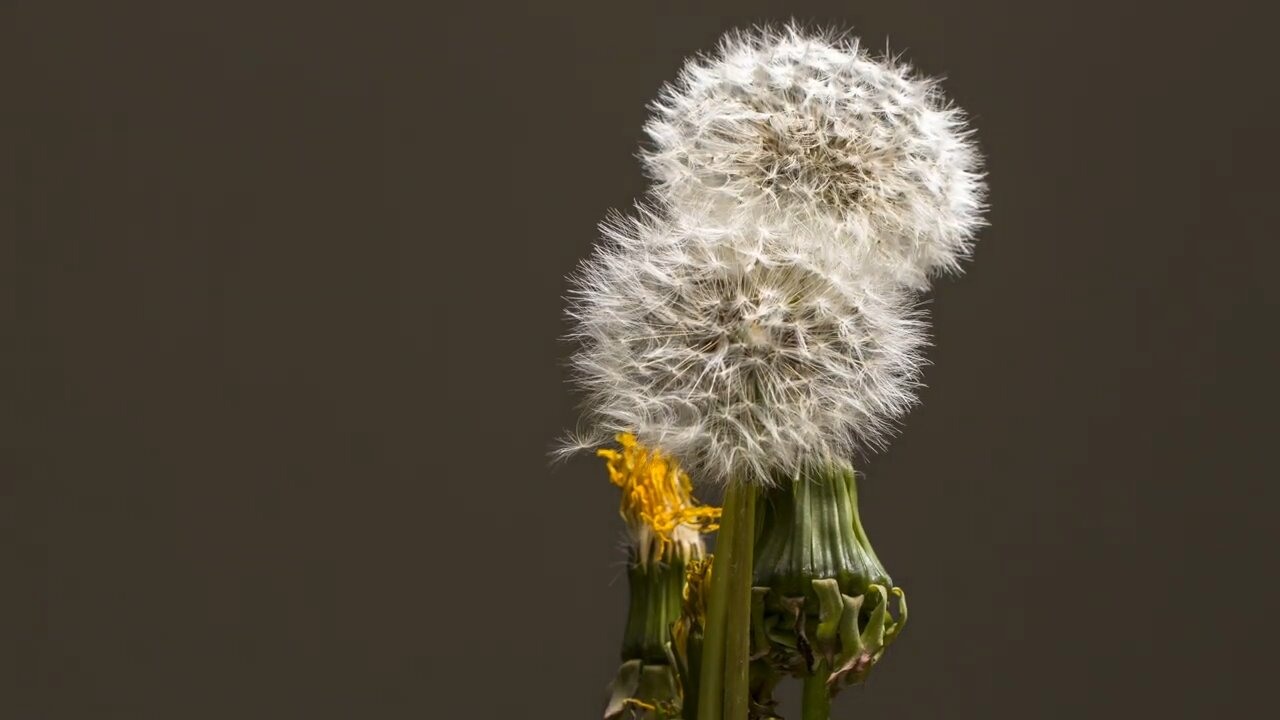 Blooming flowers (Time lapse)