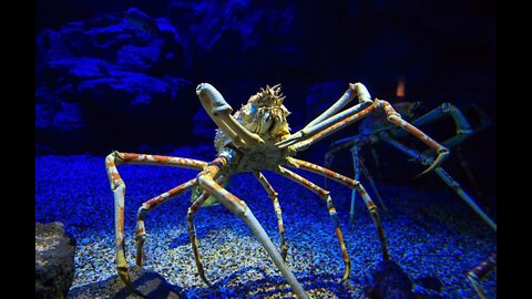 7 Most Giant Sea Creatures You've Ever Seen🦐🦀 | Deep Sea Creatures | Thank you for watching!! 😍😍😍