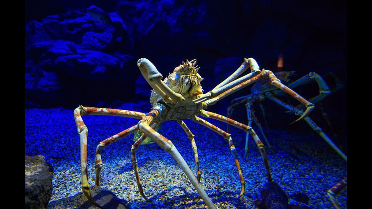 7 Most Giant Sea Creatures You've Ever Seen🦐🦀 | Deep Sea Creatures | Thank you for watching!! 😍😍😍