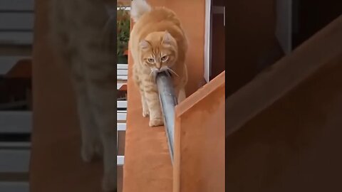 Cat walking #shorts #youtubeshorts #animals #cat