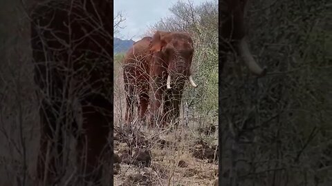 scary elephant