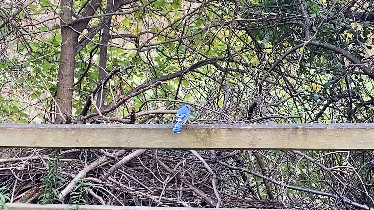 Blue Jays James Gardens Toronto