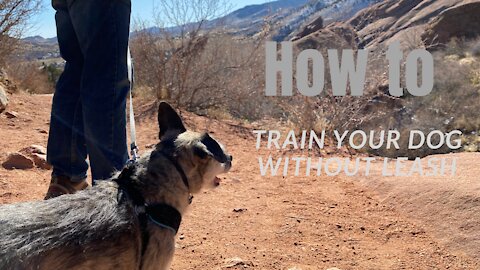 How to train a dog to walk without a leash. (100% working)