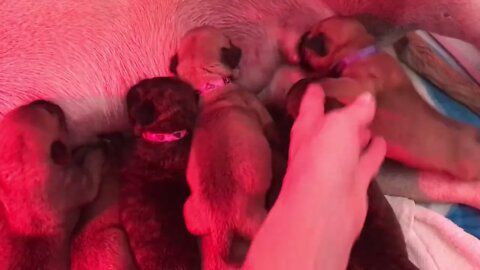 LonelyCreek Serendipity dippy for short. Puppies nursing ￼