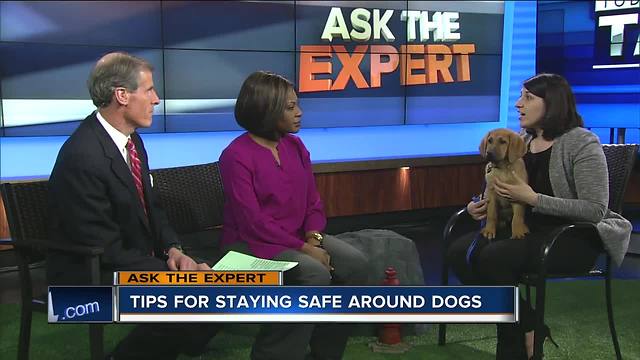 Ask the Expert: Staying safe around dogs