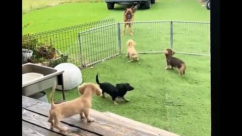 I Think He's Trying To Teach Them How To Jump Over The Fence