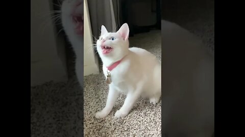 Cute Cat Singing Ah Aaaaa aa | Cute Animal Videos | Full Screen Whatsapp Status
