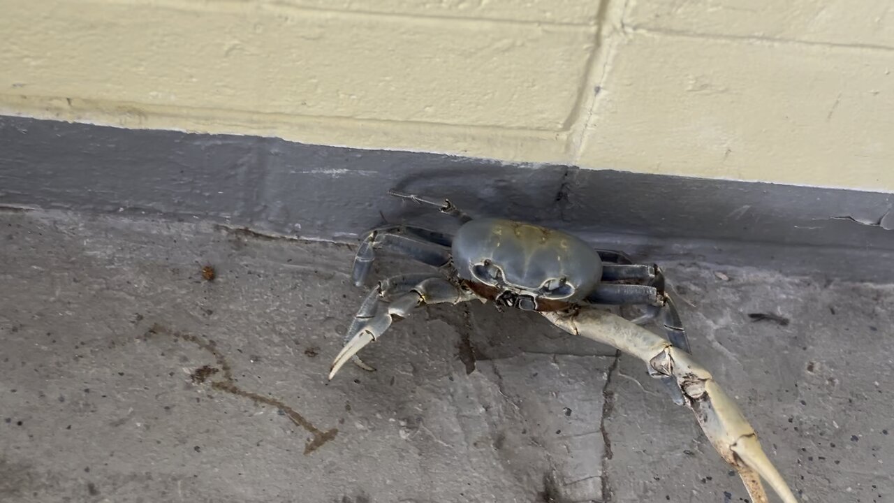 Florida Blue Land Crab