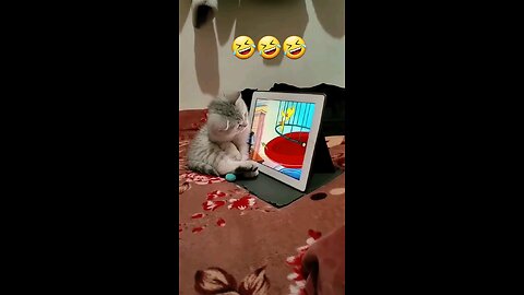 cat watching tv