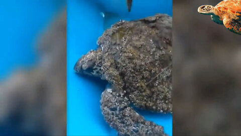 TURTLE RESCUE | REMOVING BARNACLE FROM TURTLE