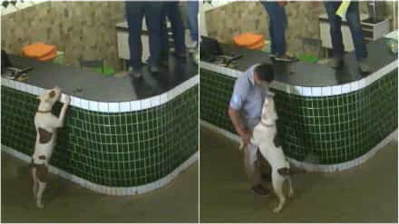 Si spaventano con un pit bull giocherellone